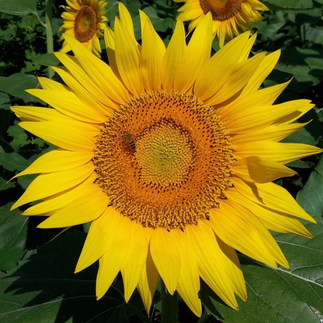 Sunflower 1