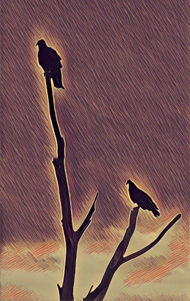 Two buzzards at Canoe Meadows