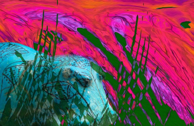 Hippo on the banks of time