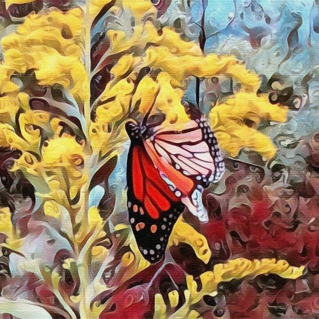 Butterfly
